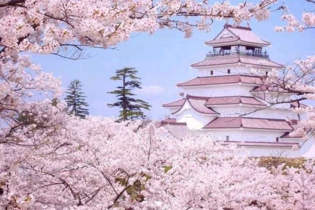 SPLENDID SAKURA IN JAPAN 10N