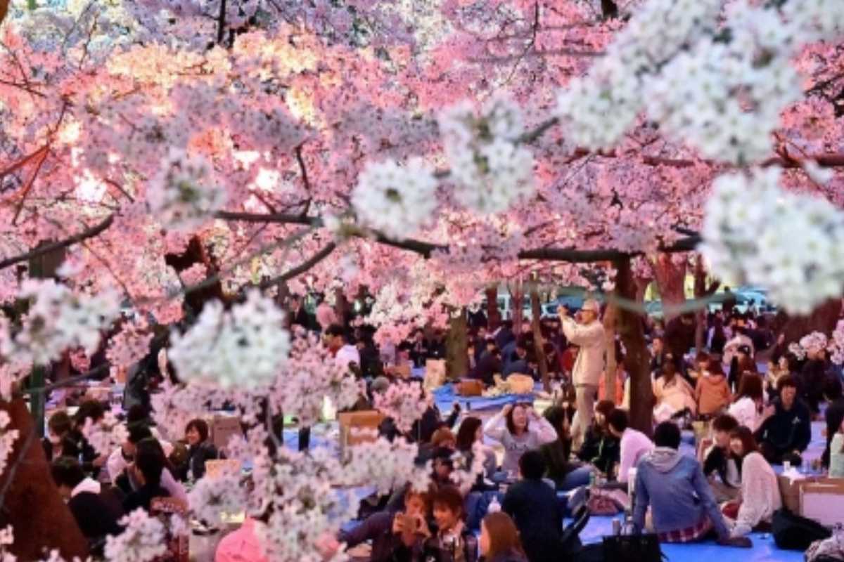 JAPAN  CHERRY BLOSSOM 6N (Land Pkg)